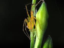 Attēlu rezultāti vaicājumam “Licea minima macro”
