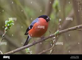 Attēlu rezultāti vaicājumam “Pyrrhula pyrrhula male”