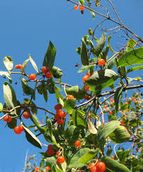 Attēlu rezultāti vaicājumam “Lonicera tatarica fruit”