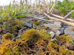 Attēlu rezultāti vaicājumam “Tortula truncata sporophyte”