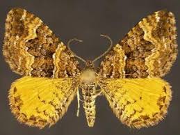 Attēlu rezultāti vaicājumam “Epirrhoe”