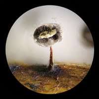 Attēlu rezultāti vaicājumam “Didymium bahiense”