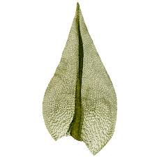 Attēlu rezultāti vaicājumam “Meesia triquetra”