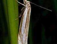 Attēlu rezultāti vaicājumam “Crambus silvella”