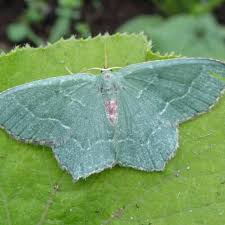 Attēlu rezultāti vaicājumam “Hemithea aestivaria”