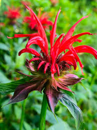 Image result for Monarda didyma