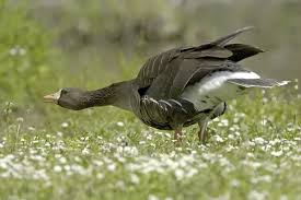 Attēlu rezultāti vaicājumam “Anser albifrons adult”