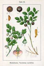 Attēlu rezultāti vaicājumam “Vaccinium myrtillus”