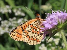 Attēlu rezultāti vaicājumam “Melitaea phoebe upperside”