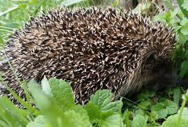 Attēlu rezultāti vaicājumam “Erinaceus roumanicus”