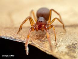 Attēlu rezultāti vaicājumam “Cribraria martinii macro”