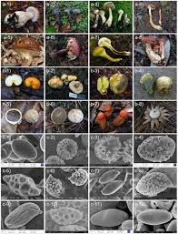 Attēlu rezultāti vaicājumam “Boletales”