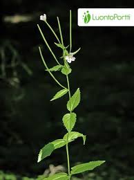 Attēlu rezultāti vaicājumam “Epilobium montanum leaf”