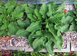 Attēlu rezultāti vaicājumam “Symphytum asperum leaf”