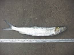 Image result for Elops saurus