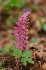 Attēlu rezultāti vaicājumam “Lathraea squamaria flower”