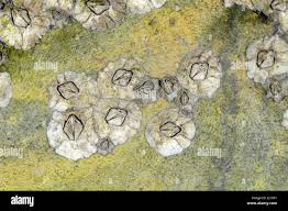 Attēlu rezultāti vaicājumam “Balanus improvisus”