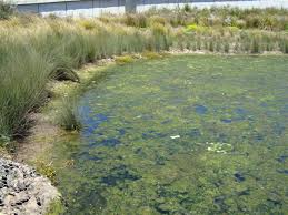 Attēlu rezultāti vaicājumam “Cladophora glomerata”