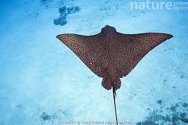 Image result for Aetobatus ocellatus