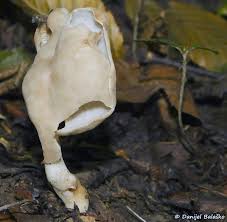 Attēlu rezultāti vaicājumam “Helvella elastica”