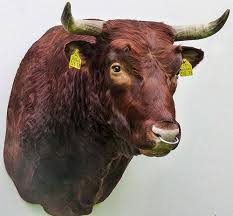 Attēlu rezultāti vaicājumam “Bos primigenius taurus”