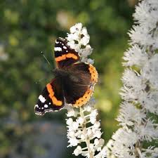 Image result for Silberkerze