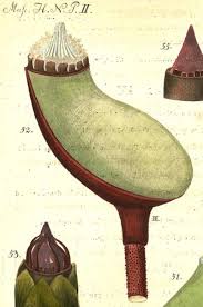 Attēlu rezultāti vaicājumam “Buxbaumia aphylla sporophyte”