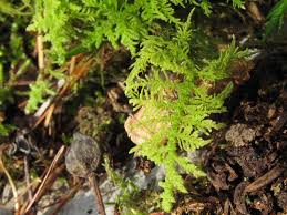 Attēlu rezultāti vaicājumam “Thuidium recognitum”