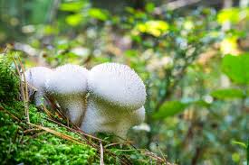 Attēlu rezultāti vaicājumam “Lycoperdon perlatum”