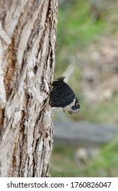 Attēlu rezultāti vaicājumam “Nymphalis xanthomelas pupa”