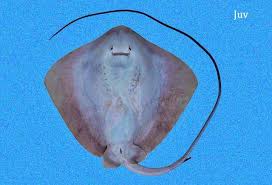 Image result for Hypanus longus