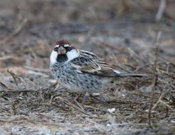 Image result for Passer hispaniolensis