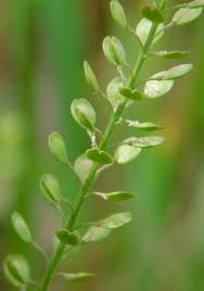 Attēlu rezultāti vaicājumam “Lepidium densiflorum leaf”