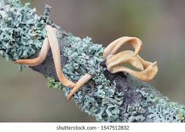 Attēlu rezultāti vaicājumam “Macrotyphula fistulosa var. contorta”