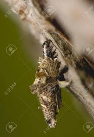 Attēlu rezultāti vaicājumam “Psychidae”