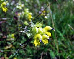Attēlu rezultāti vaicājumam “Rhinanthus serotinus flower”