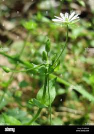 Attēlu rezultāti vaicājumam “Stellaria nemorum flower”