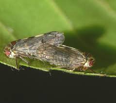 Attēlu rezultāti vaicājumam “Oncopsis sp.”