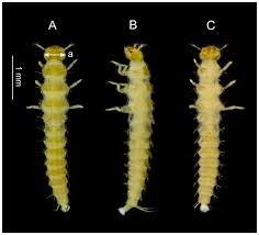 Attēlu rezultāti vaicājumam “Leiodidae larva”