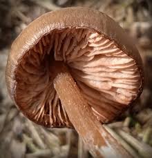 Attēlu rezultāti vaicājumam “Entoloma vernum”