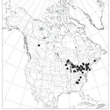 Attēlu rezultāti vaicājumam “Harpanthus flotovianus cells”