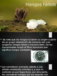 Attēlu rezultāti vaicājumam “myxomicetes”