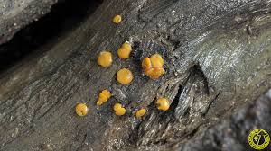 Attēlu rezultāti vaicājumam “Miladina lecithina”