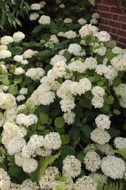 Attēlu rezultāti vaicājumam “Hydrangea arborescens subsp. discolor flower”