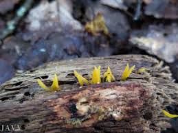 Attēlu rezultāti vaicājumam “Calocera cornea”