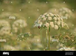 Attēlu rezultāti vaicājumam “Libanotis montana flower”