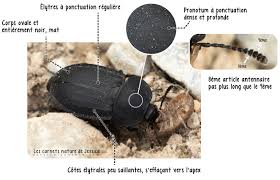 Attēlu rezultāti vaicājumam “Silpha obscura”