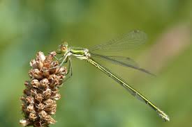 Attēlu rezultāti vaicājumam “Lestes virens”