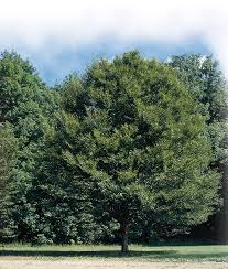 Attēlu rezultāti vaicājumam “Betula alleghaniensis”
