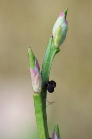 Attēlu rezultāti vaicājumam “Lamproderma arcyrioides macro”